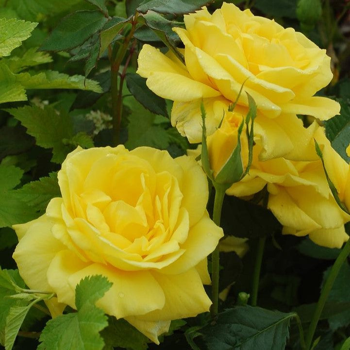 Rosa FL Sunsprite 