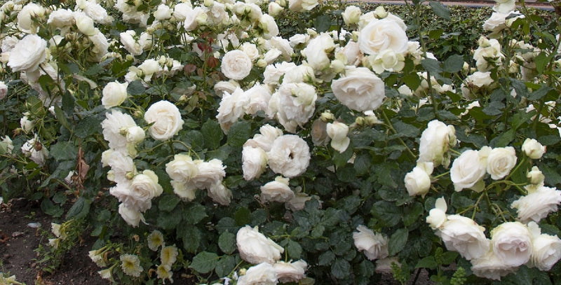 Rosa Cl White Eden 