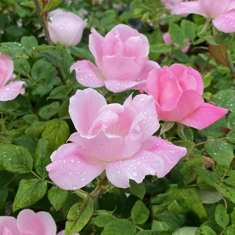 Rosa Sh Knock Out  Blushing