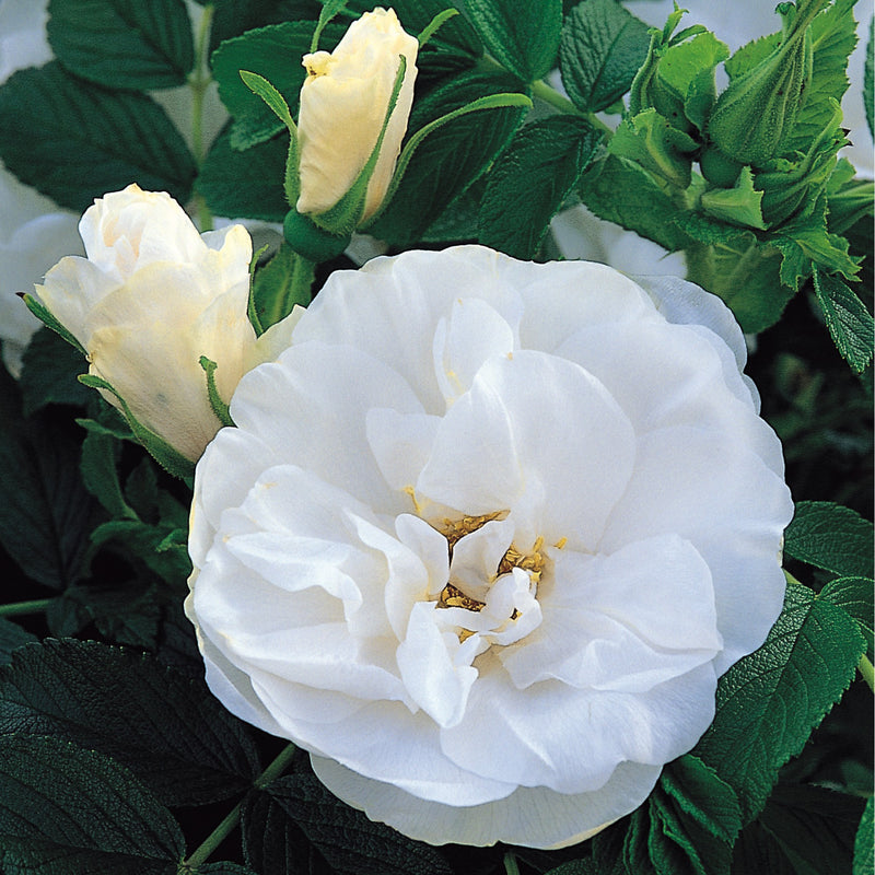 Rosa Sh Blanc Double de Coubert 