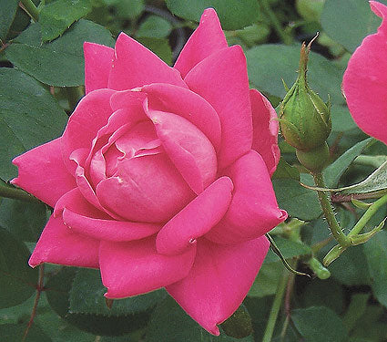 Rosa Sh Knock Out Pink Double 