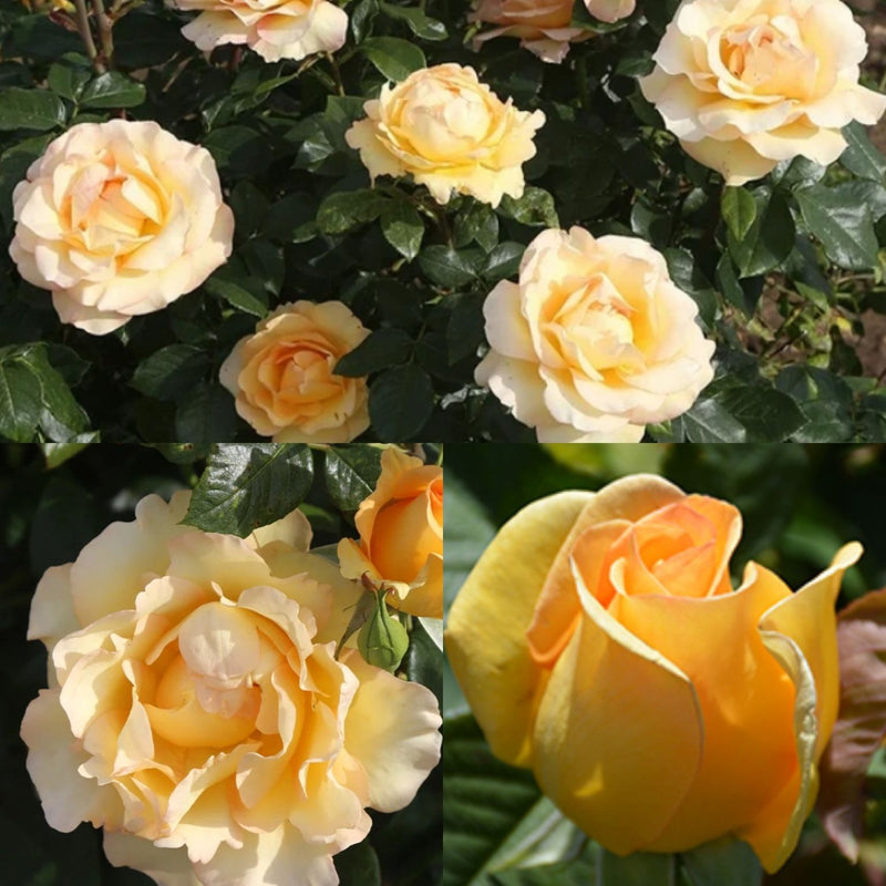 Rosa Gr Gold Struck 