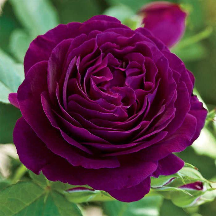 Rosa Gr Twilight Zone 