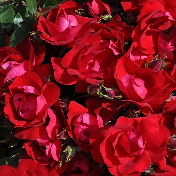 Rosa Sh Kolorscape Kardinal 