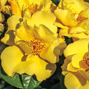 Rosa Sh Kolorscape Lemon Fizz 