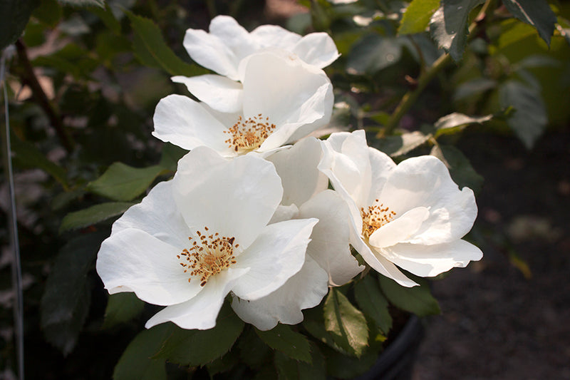 Rosa Sh Knock Out White 
