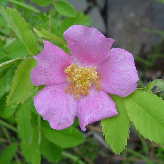 Rosa Sh blanda 