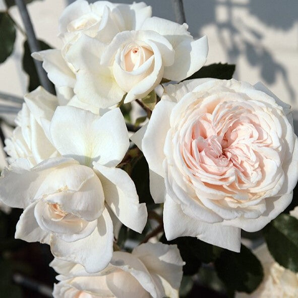 Rosa Cl Arborose Honeymoon 