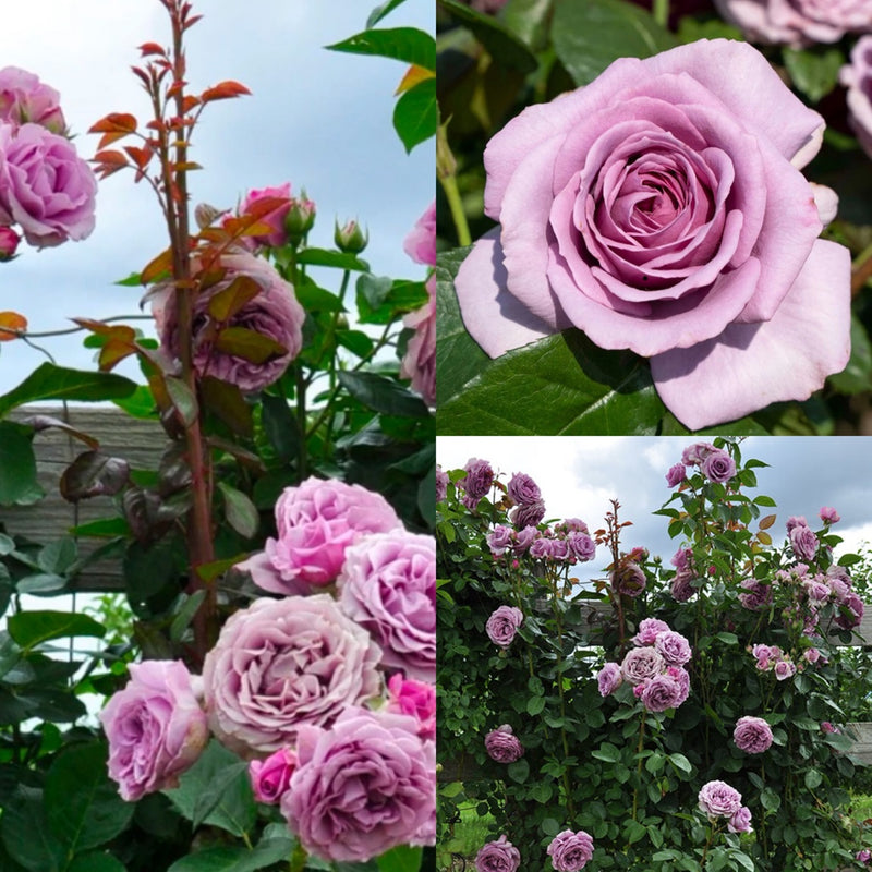 Rosa Cl Arborose Quicksilver 