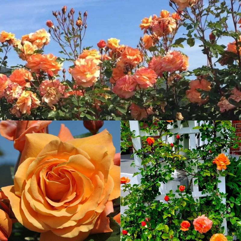 Rosa Cl Arborose Tangerine Skies 