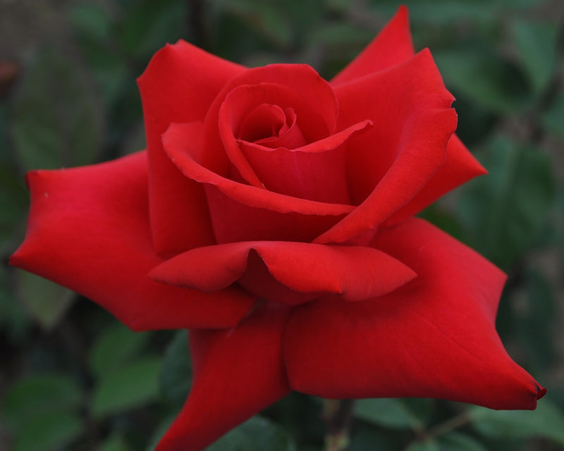 Rosa Ht Eleganza Grande Amor  