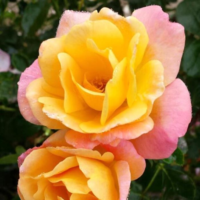 Rosa Fl Bright & Shiny 