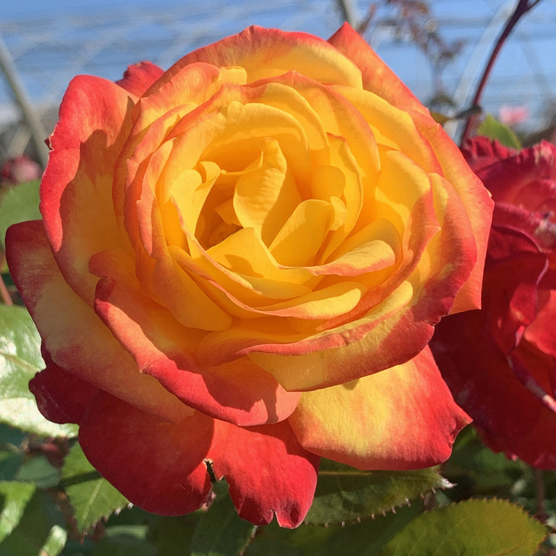 Rosa Fl Sunbelt Garden Flame 