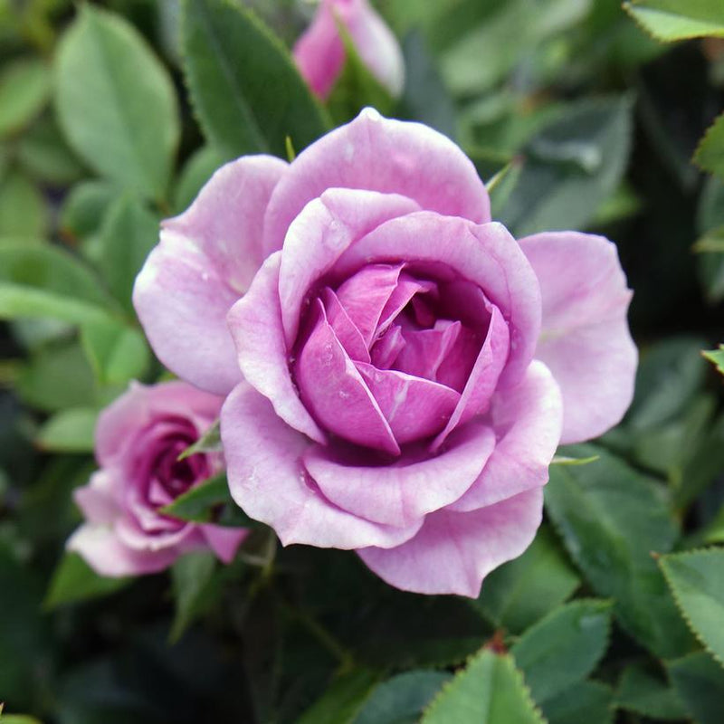 Rosa Fl Veranda Lavender 