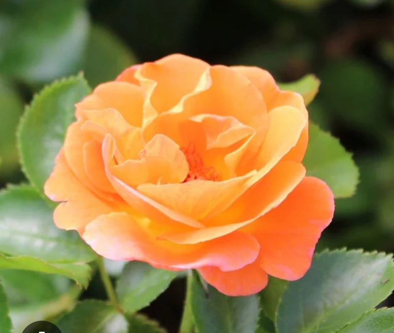 Rosa Fl Veranda Mango 