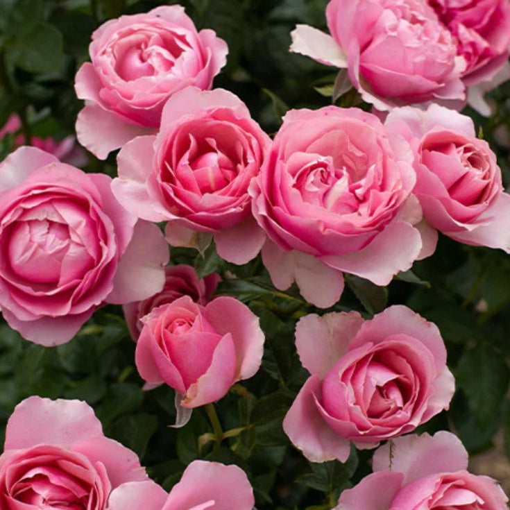 Rosa Gr All Dressed Up 