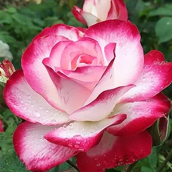 Rosa Gr Cherry Parfait 