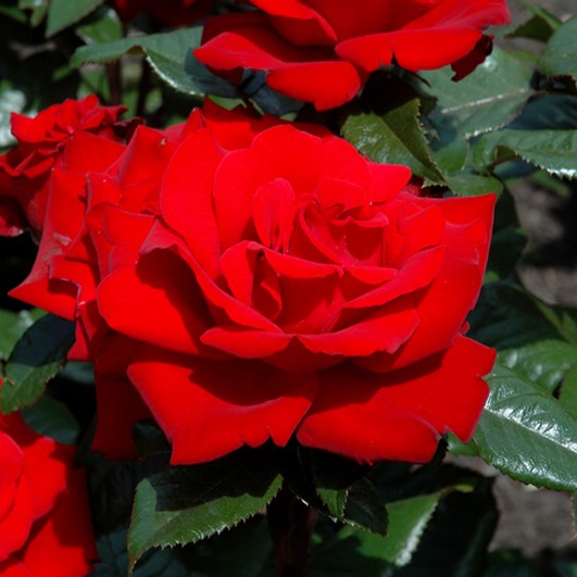 Rosa Gr Crimson Bouquet 