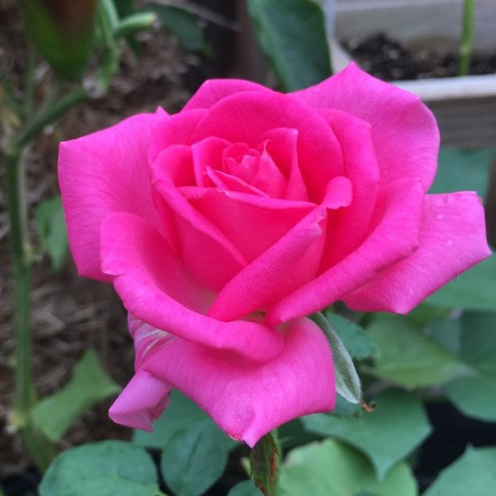 Rosa Ht All My Loving 