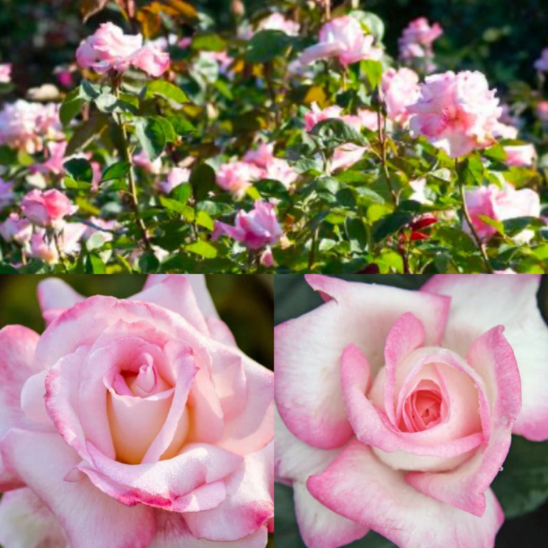 Rosa Ht Best Keep Secret 