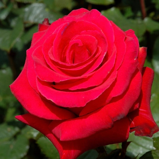 Rosa Ht Let Freedom Ring 