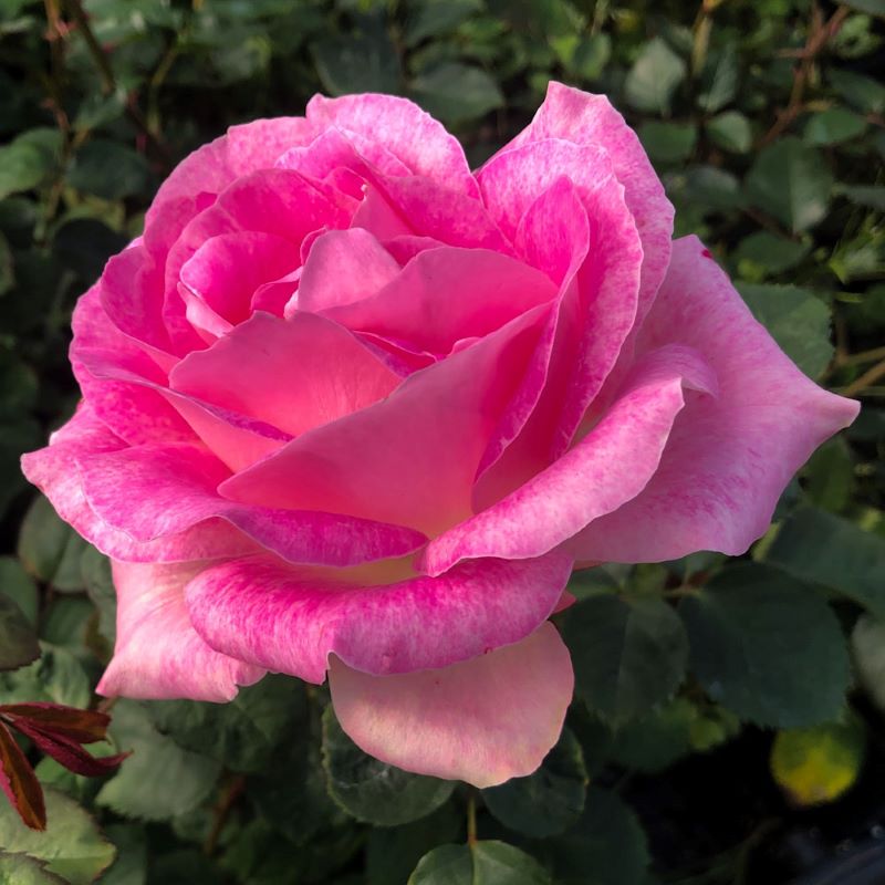 Rosa Ht Painted Porcelain 