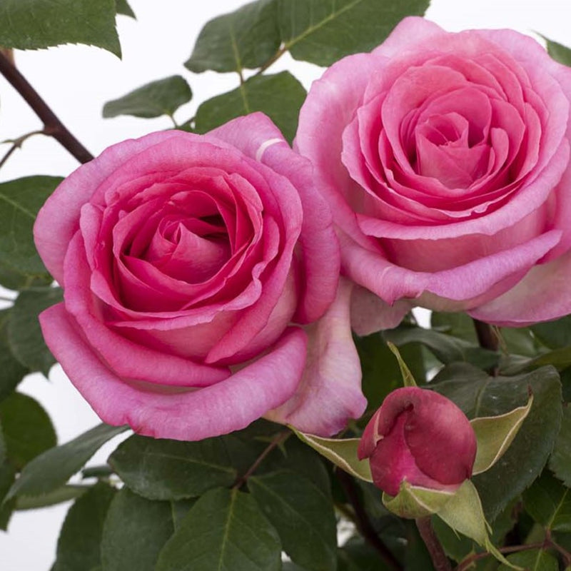 Rosa Ht Eleganza Beverly 