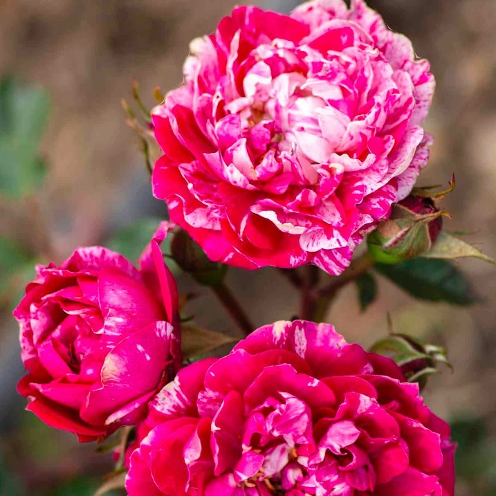 Rosa Mn Sunblaze Candy 