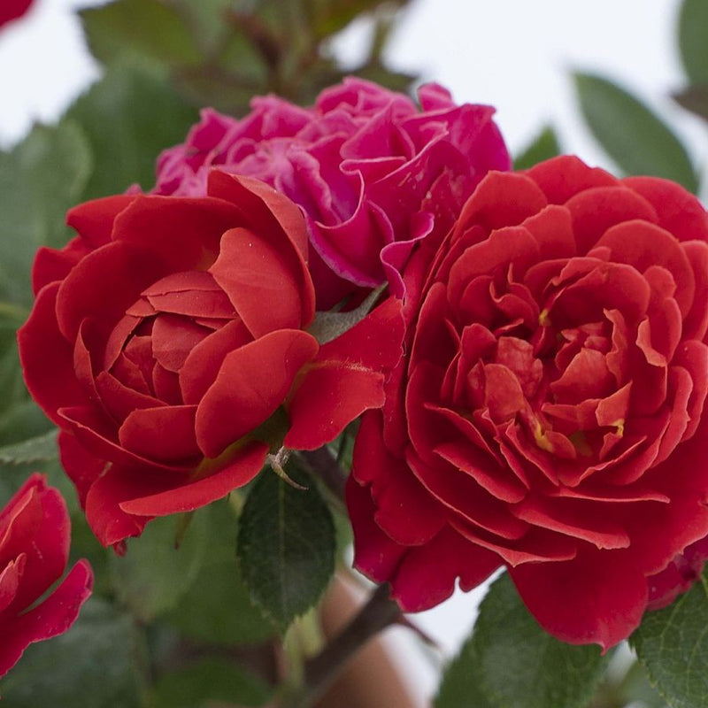 Rosa Mn Sunblaze Watermelon 