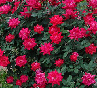 Rosa Sh Knock Out Red Double 