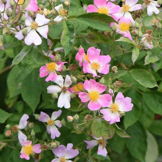 Rosa Sh setigera 