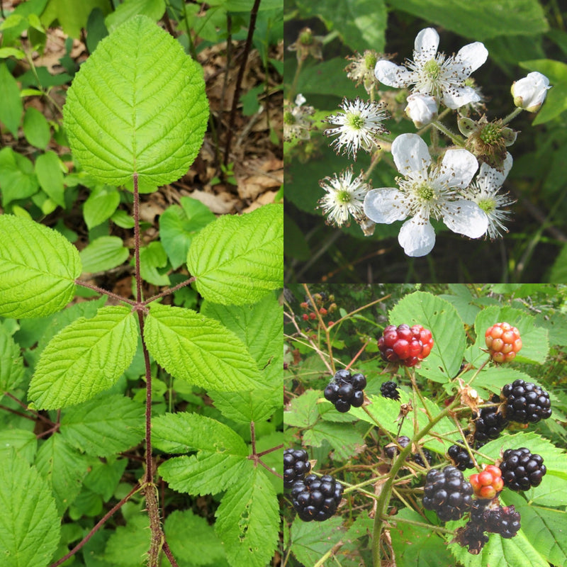 Fruit-Blackberry-native 