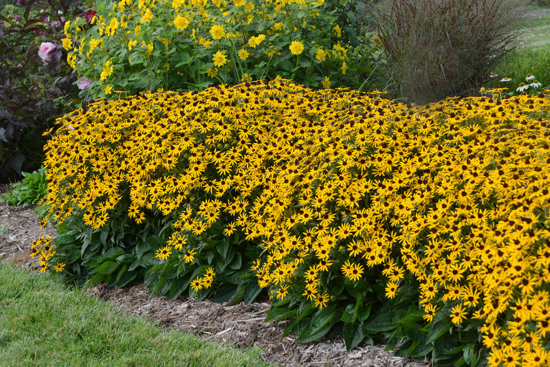 Rudbeckia Little Goldstar 