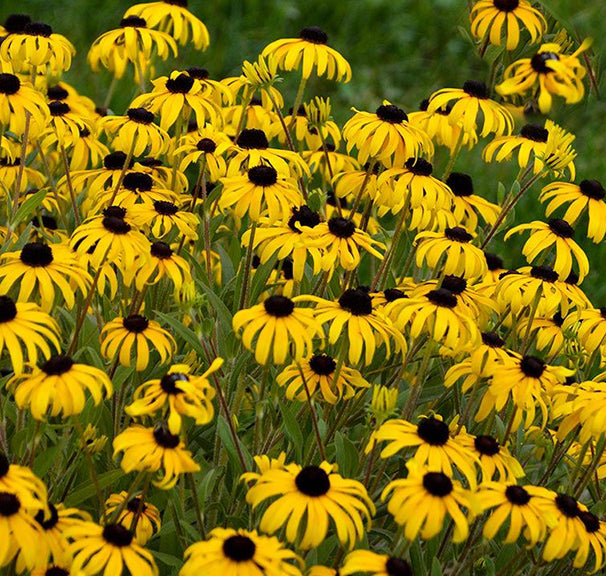 Rudbeckia American Gold Rush 