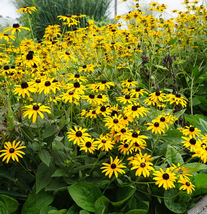 Rudbeckia f deamii 