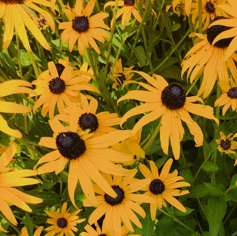 Rudbeckia f Goldblitz 1 qt