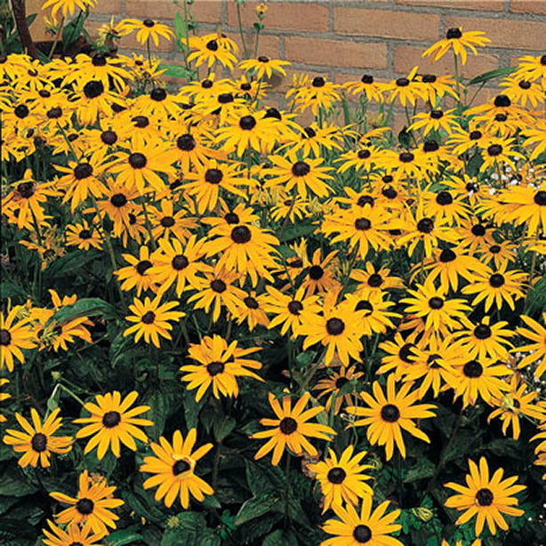 Rudbeckia f Goldsturm 