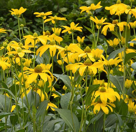 Rudbeckia Herbstonne (Autumn Sun) 