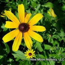 Rudbeckia hirta 