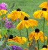 Rudbeckia h Indian Summer 