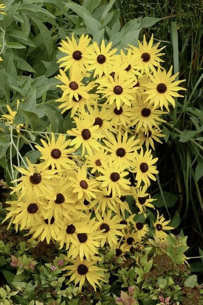 Rudbeckia subtomentosa 