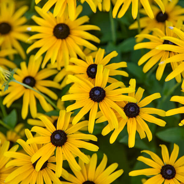 Rudbeckia Treasure Trove PW