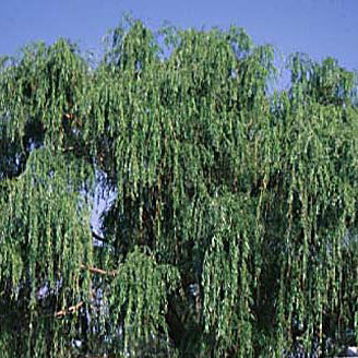 Salix babylonica 