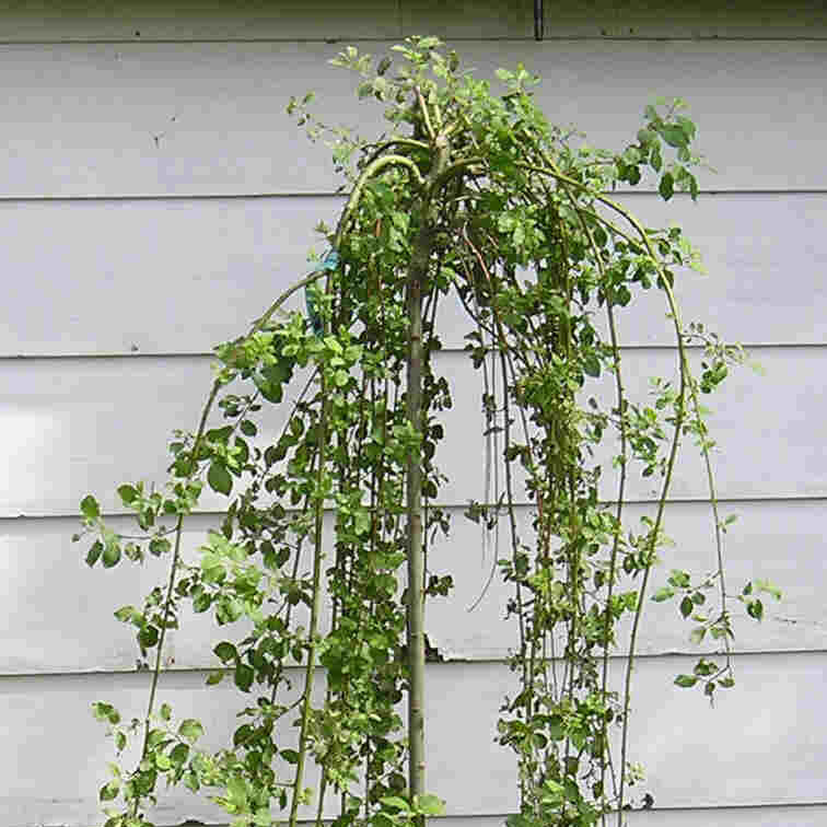 Salix caprea pendula 4&