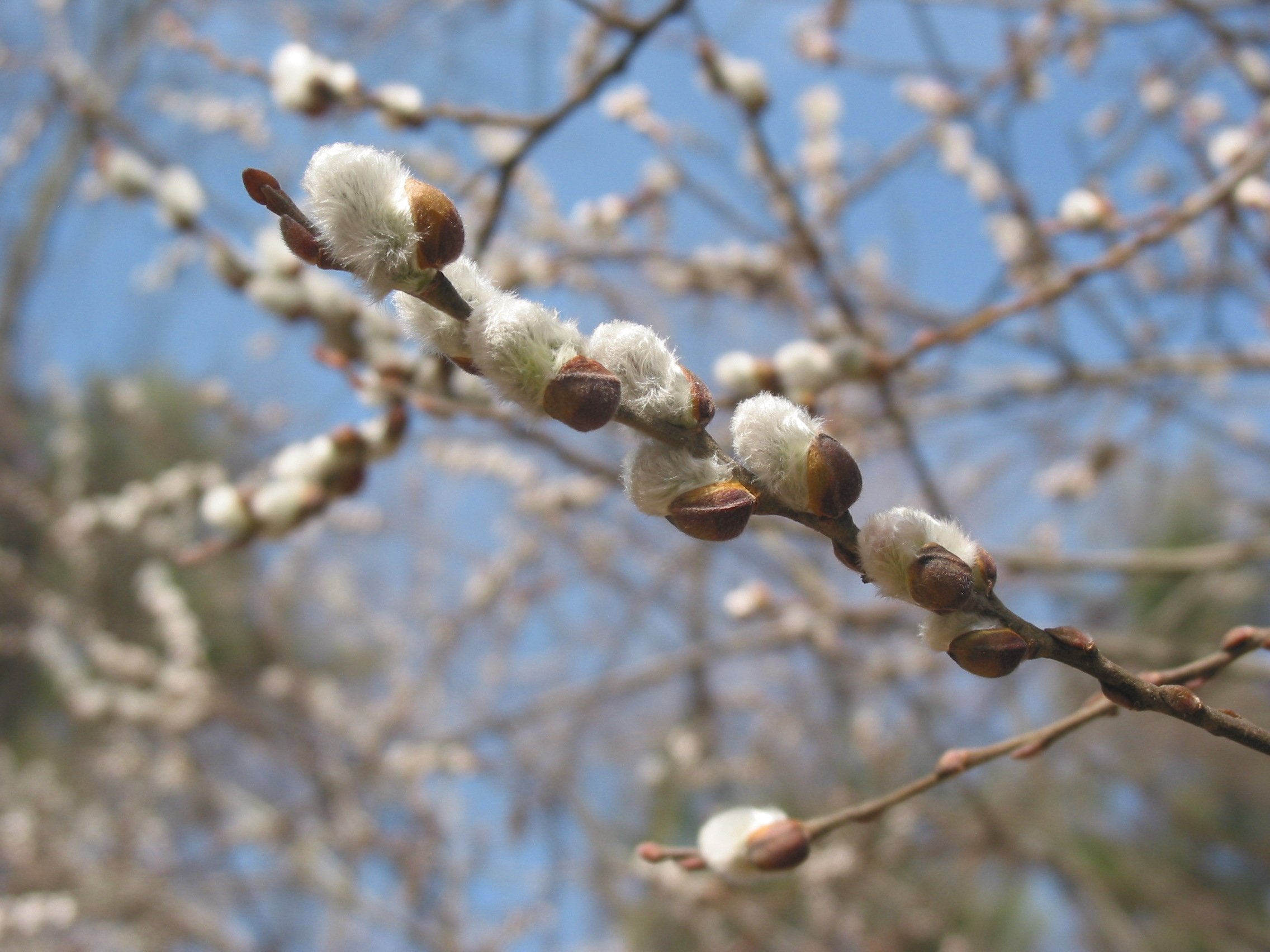 Salix discolor #3 – The Siebenthaler Company