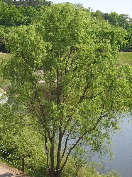Salix mat Tortuosa 