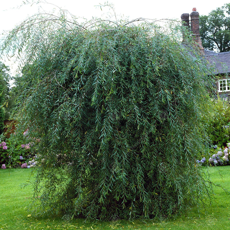 Salix purpurea pendula 4&