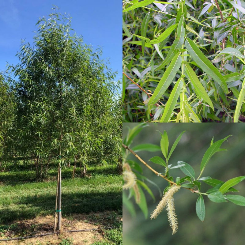 Salix nigra 