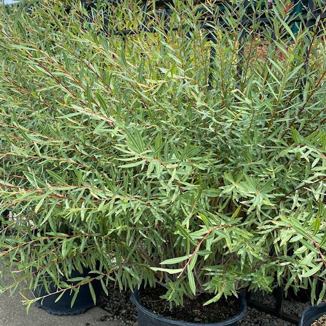 Salix p Dwarf Blue Artic 