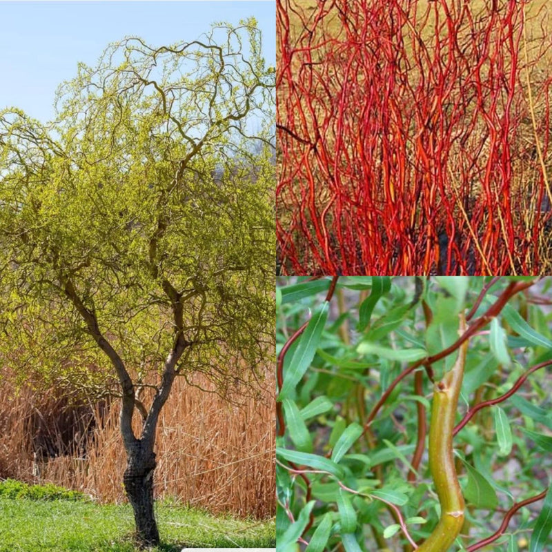 Salix x Scarlet Curls 